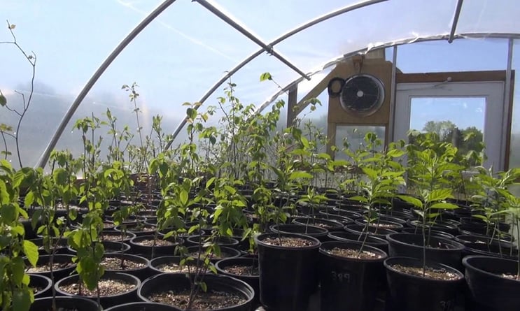 inside-hoop-house