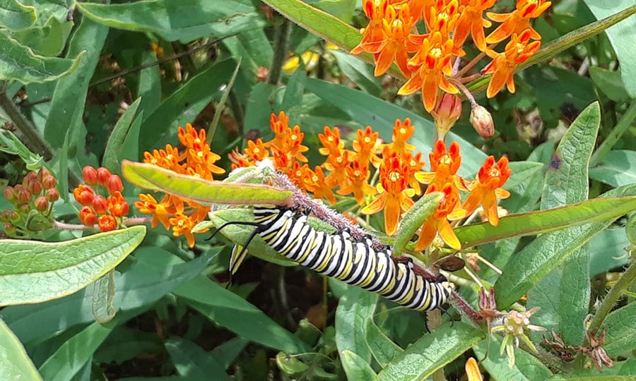 A monarch caterpillar rests on a milkweed plant.