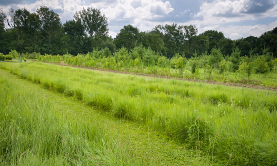 Mowed walkways at the nursery make it easier for employees and volunteers to get around.