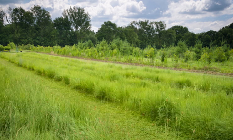 mowed-nursery-walkways