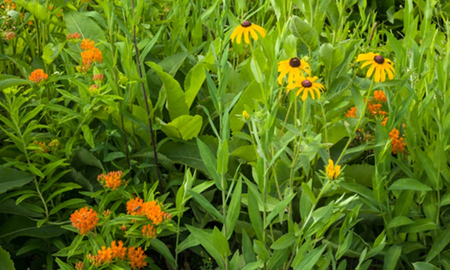 Flowers blooming in the Blackwell native plant nursery.