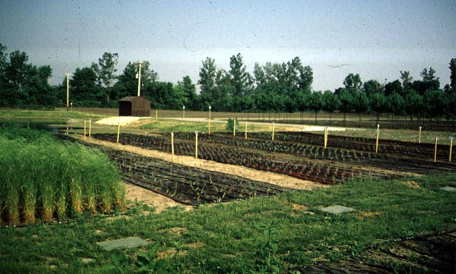 An old photograph displays the nursery in its early days.