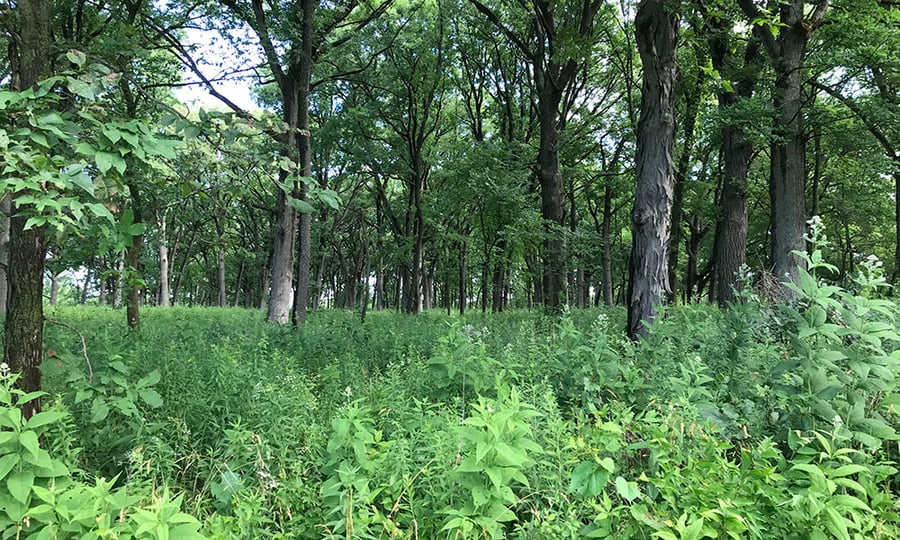 A restored forest shows small plants growing bountifully below a thick canopy of mature trees.