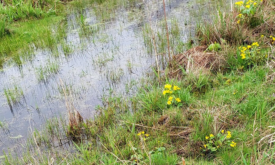 Plants blooming in a wet environment with standing water.