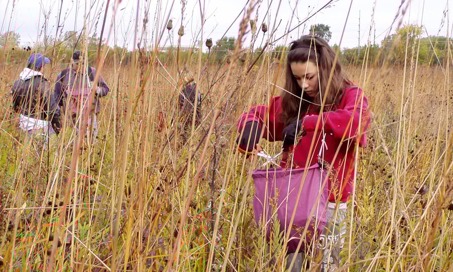 Volunteers collect seeds in a field of plants.