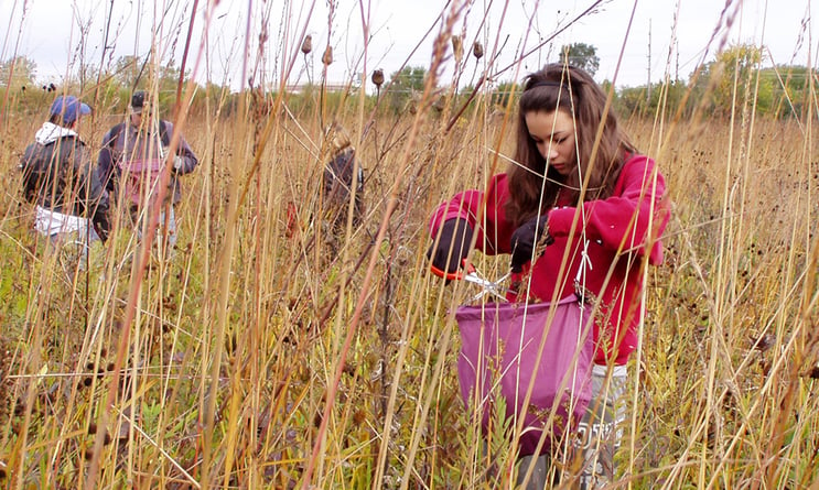 volunteer-seed-collecting-in-fall