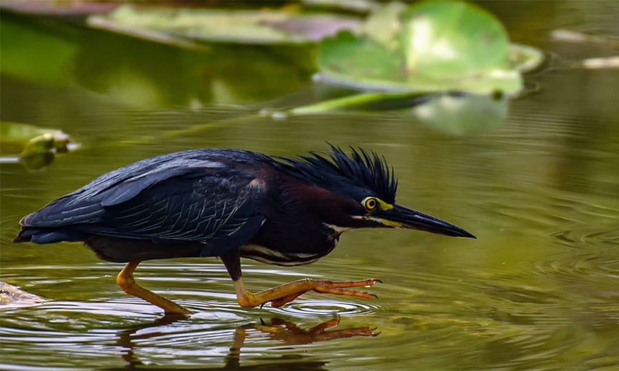 A green heron hunches over just above the water's surface.