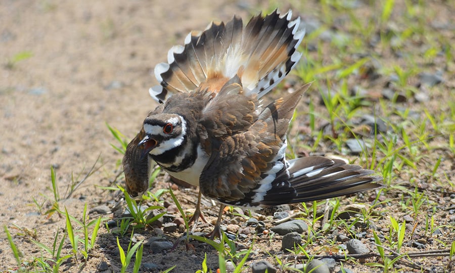 A brown, white, and black bird stands on the ground with its wing splayed to the side.