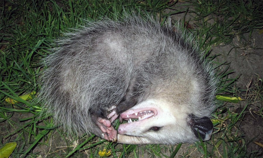 An opossum curls in the fetal position, playing dead.