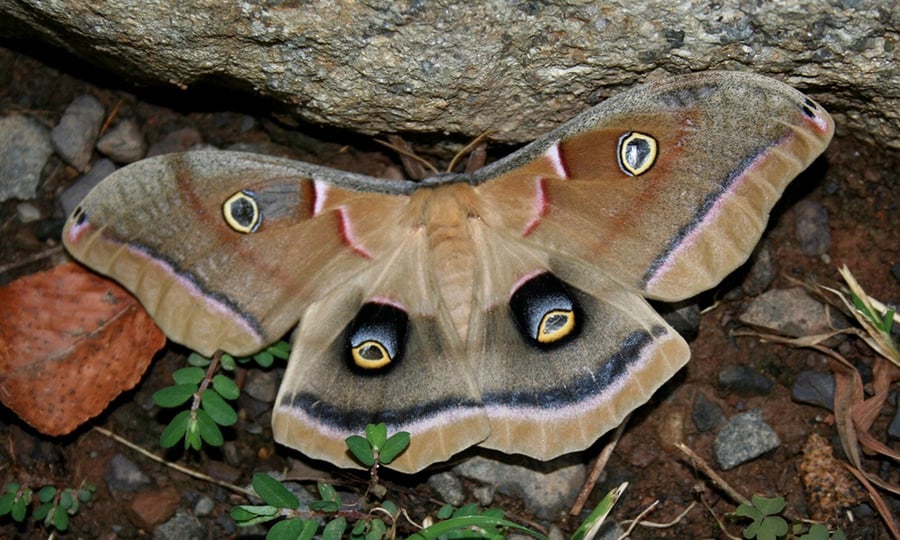 A moth with it's wings fanned, has markings on its back that resemble eyes.