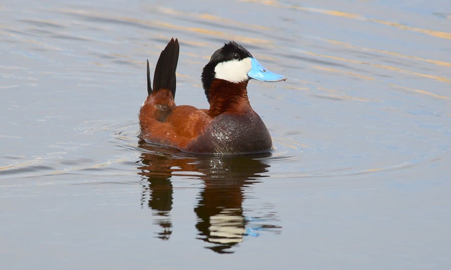 A ruddy duck's bright blue bill stands out against its black, brown, and white body.