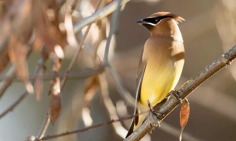 The black mask around a cedar waxwing's eyes helps it's vision by absorbing sunlight.