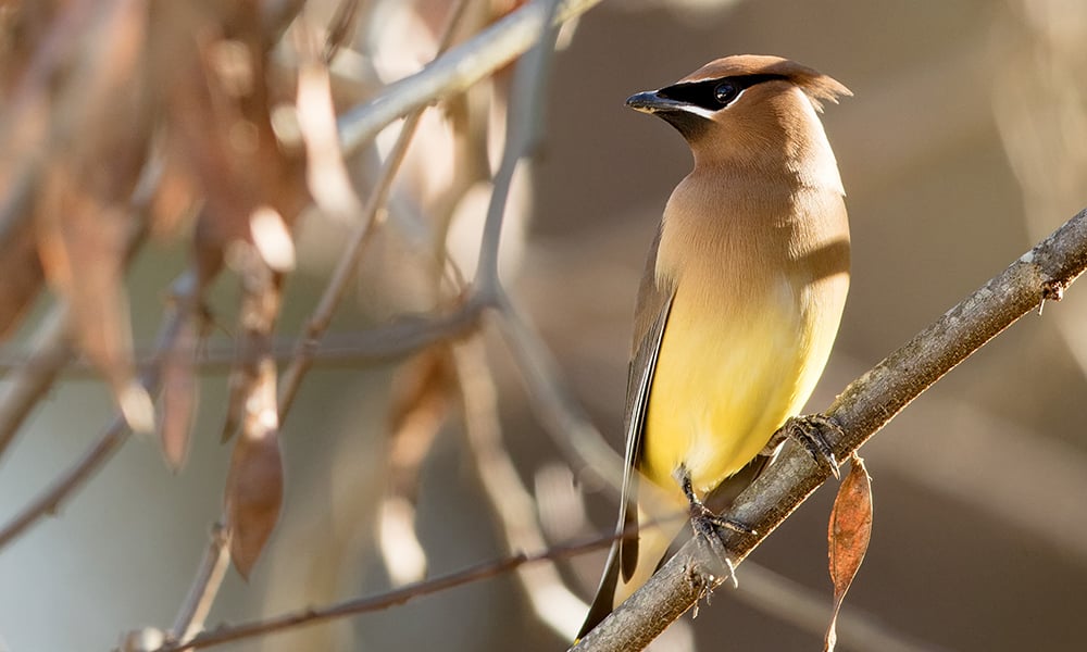 waxwing mask