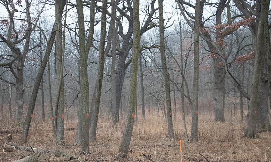 A row of oak trees are marked with orange dots on their trunks.