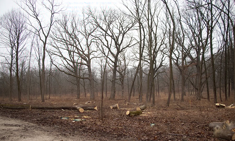 A row of leafless trees stand behind cut logs on a grey day.