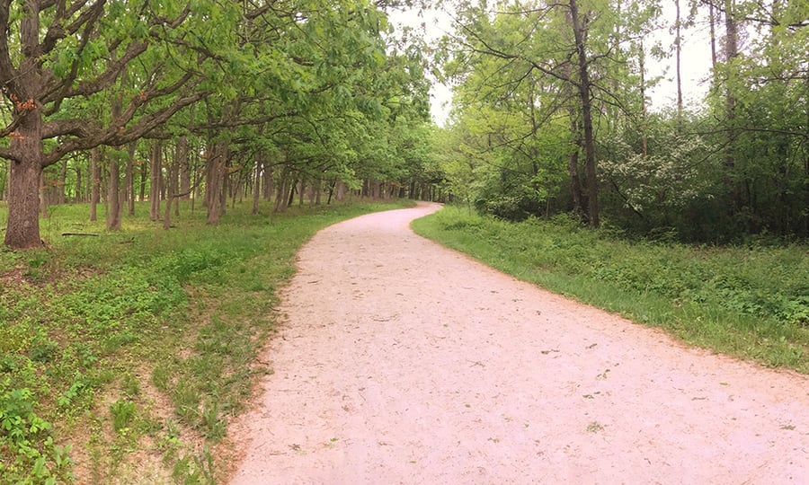 A trail bisects a row of native oak trees and invasive honeysuckle and buckthorn.