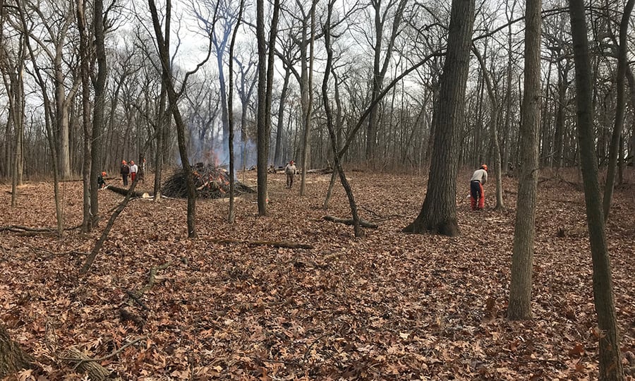 A crew burns recently cut down trees.