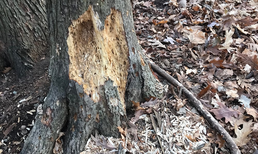 Pileated Tree Damage cropped