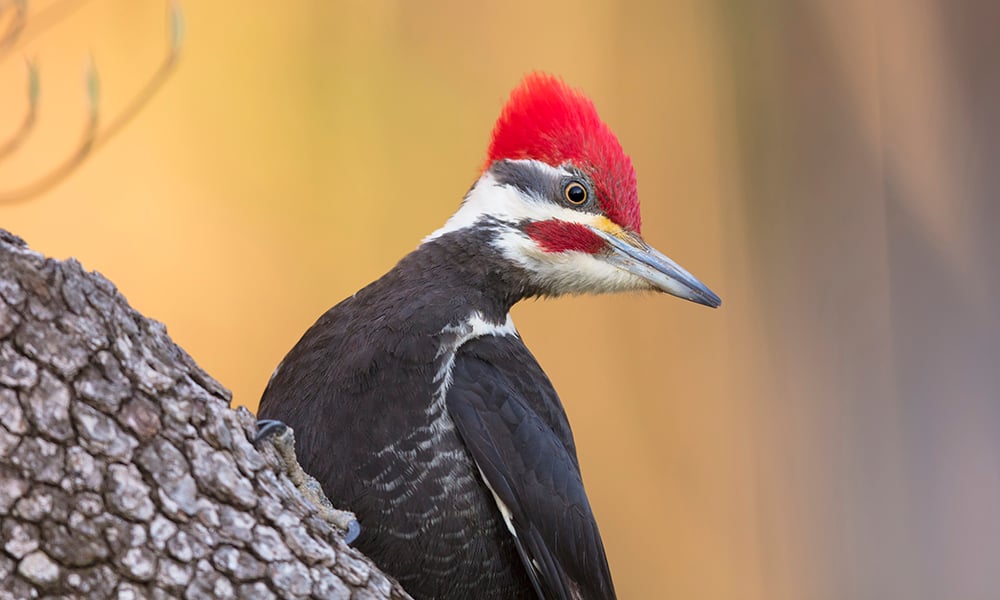 Pileated Woodpecker_N_Lewis