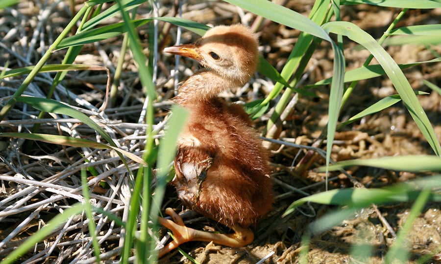 A baby sandhill crane is photographed standing in grass.
