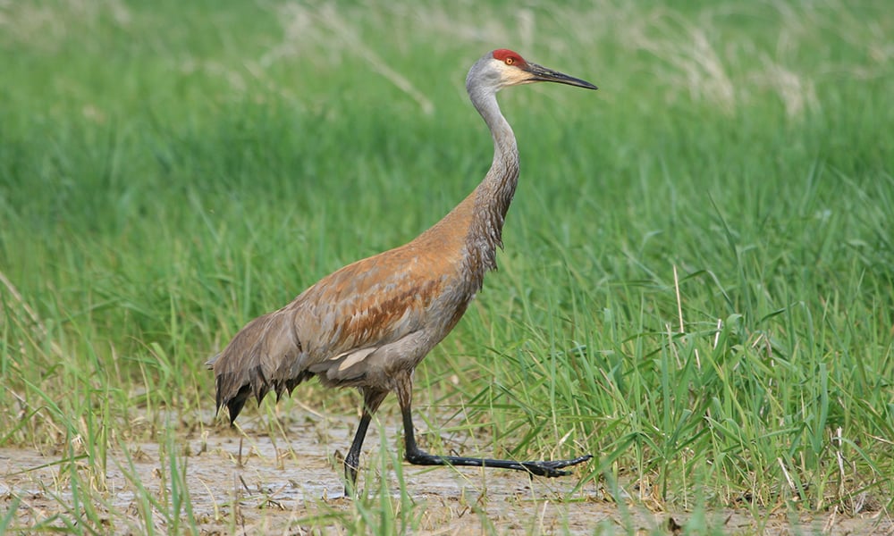 sandhill-crane-walking