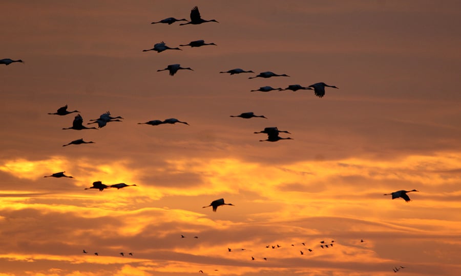 A flock of sandhill cranes fly in front of a pink and yellow sky.