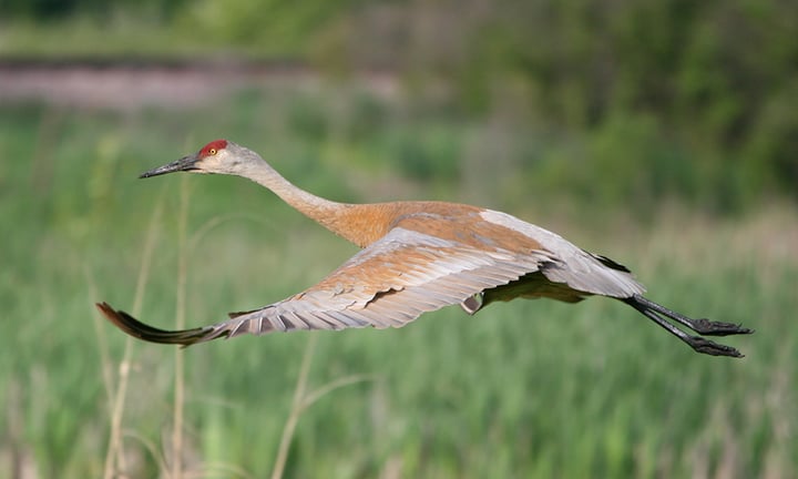 sandhill-in-flight