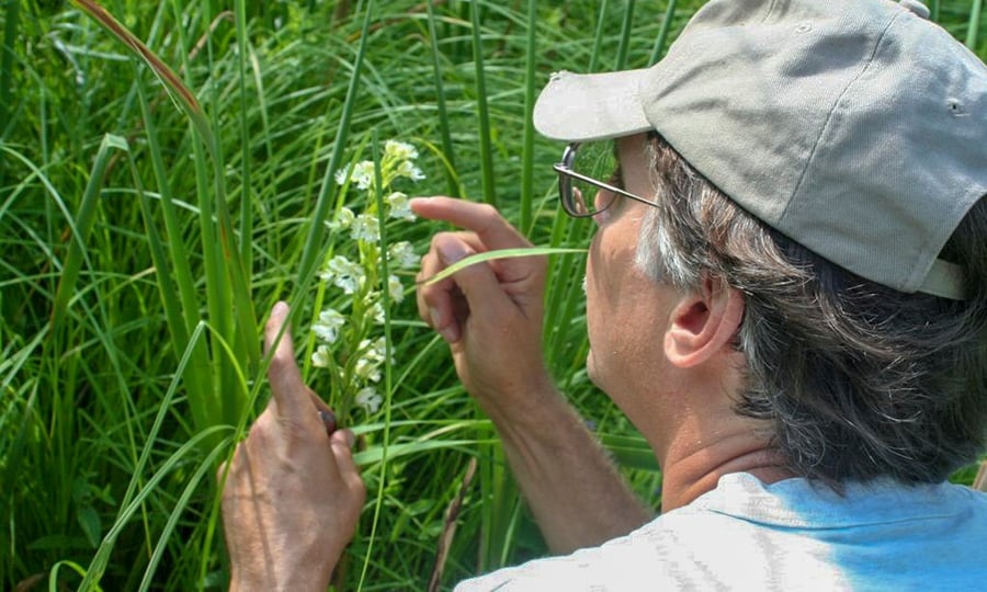 A man inspects an orchid in a field of tall grass.