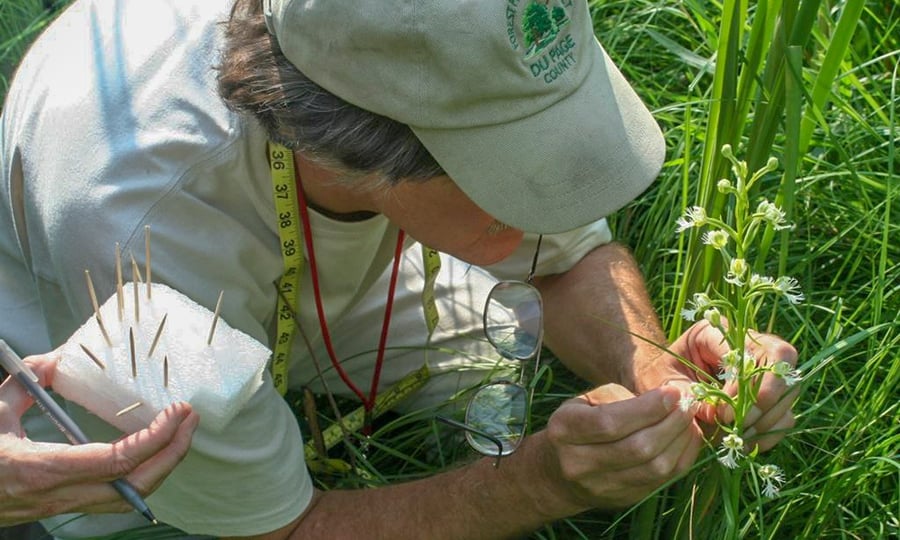 A man pollinates an orchid by hand.