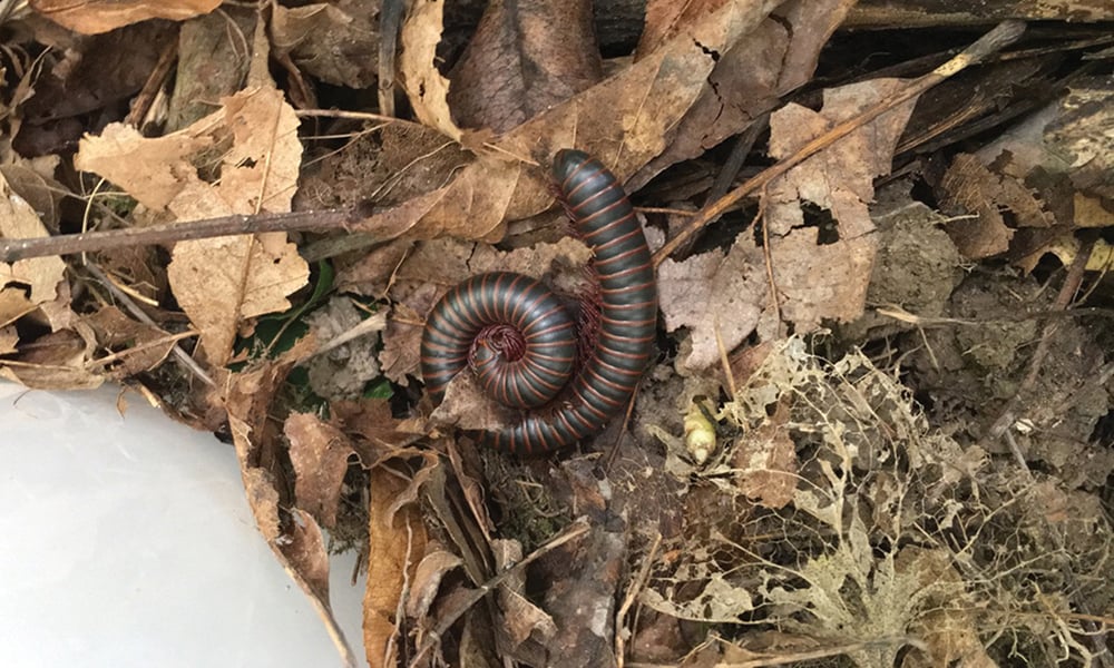 america-giant-millipede-LeslieGraus-1000x600
