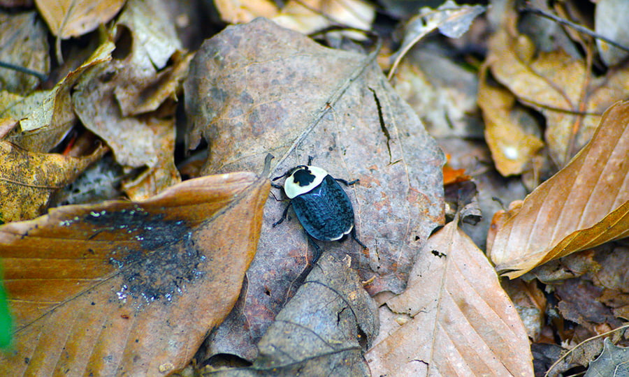 A carrion beetle has a light-colored head and dark body and crawls among leaves.