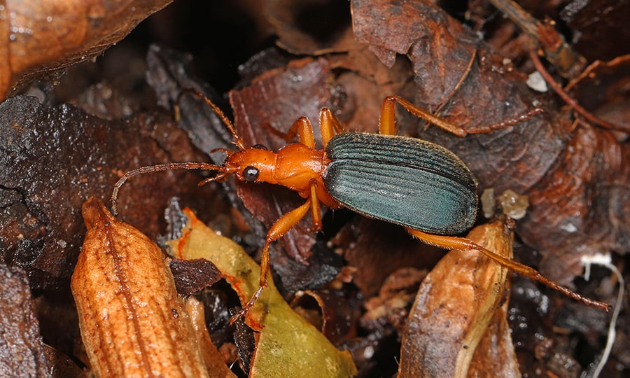 Bombardier beetles have an orange head and appendages and a black back.