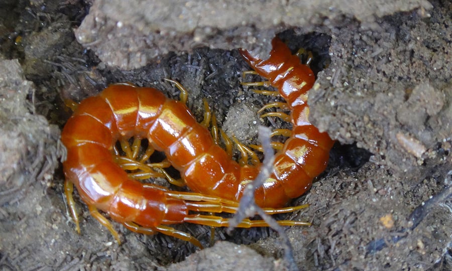 An eastern red centipede curls its body into an "S" while hunting in dirt.