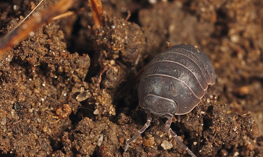 A pill bug with its shell that resembles medieval armor navigates a mound of dirt.