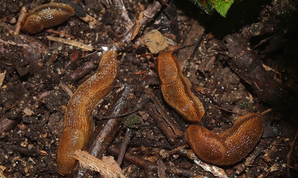 western-dusky-slug-KenPotter-1000x600