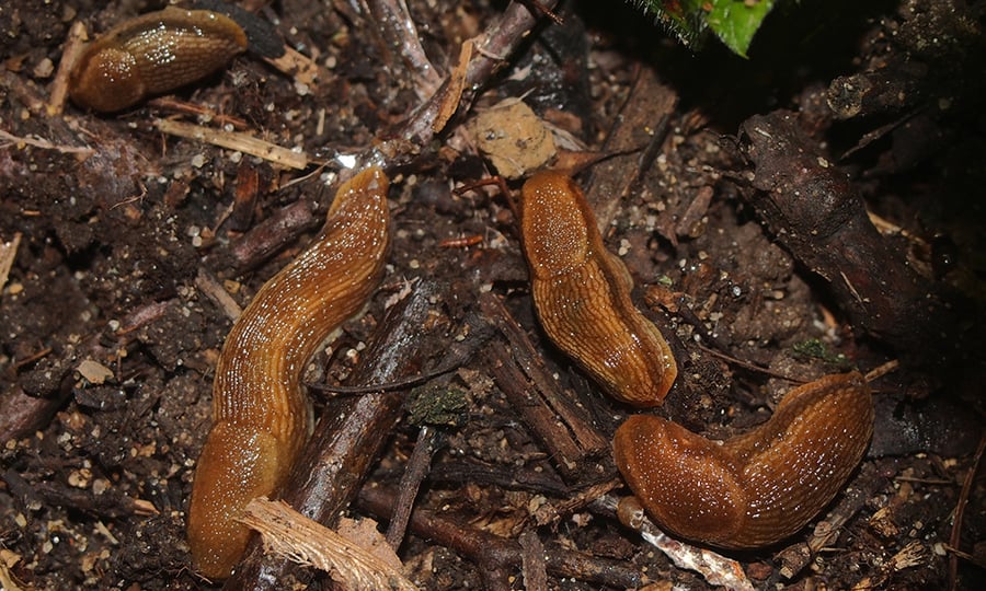 A group of slugs move around fallen twigs and branches.