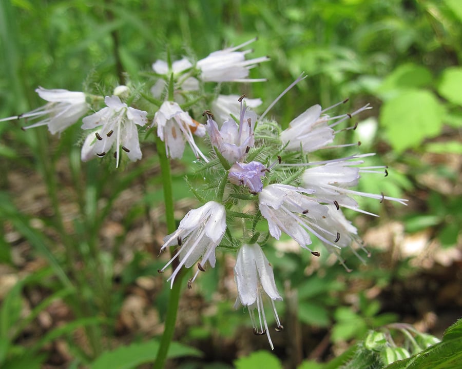 White, native flowers bloom.