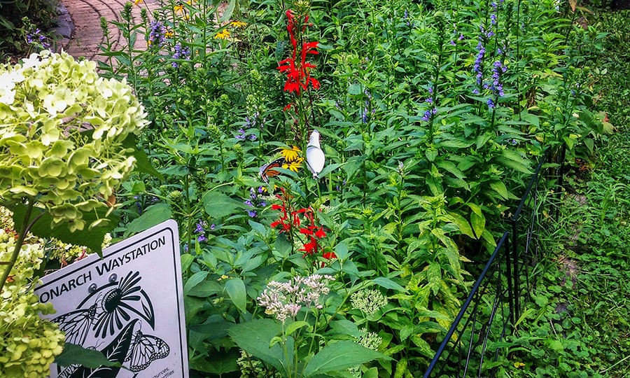 A garden of different colored flowers and a sign reading, "Monarch Waystation."