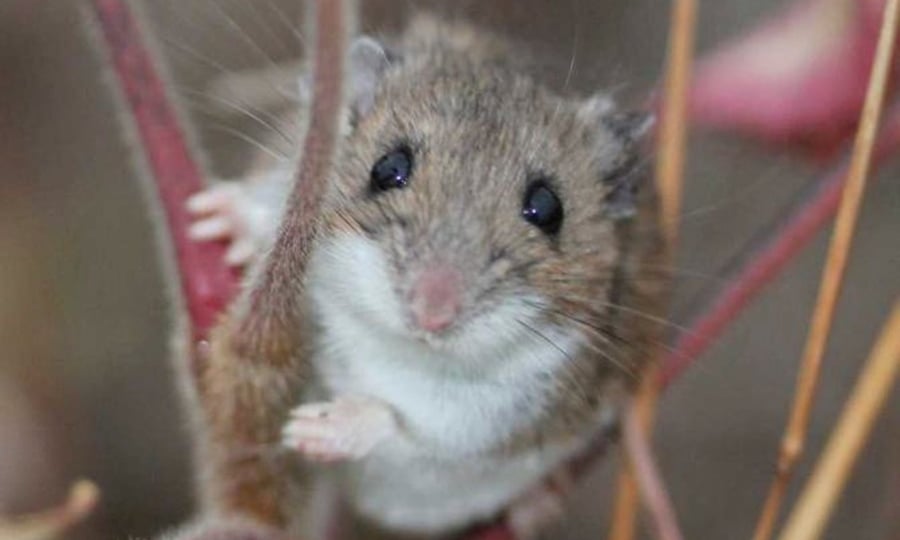 A close-up of a white-footed mouse shows its prominent whiskers.