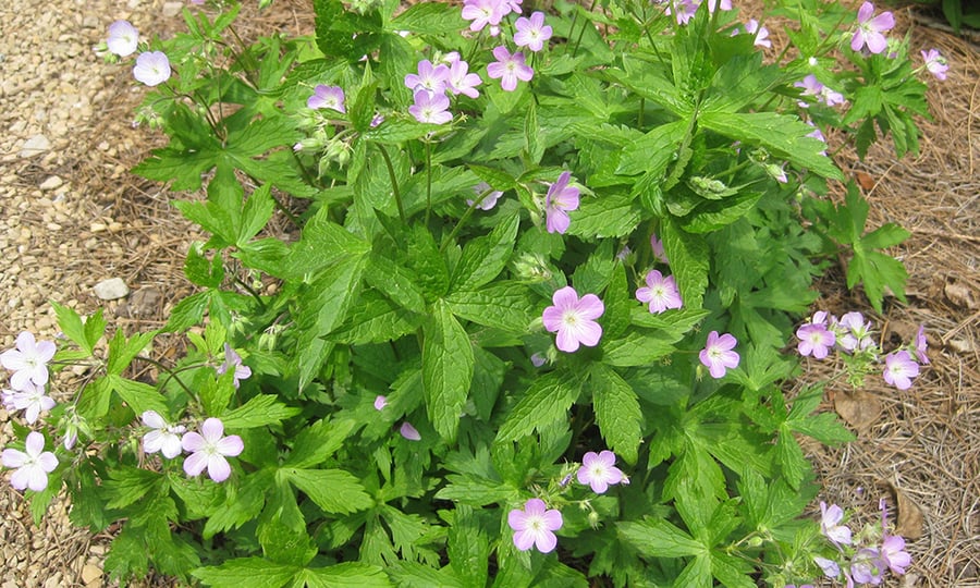 Purple flowers blossom in a backyard garden.