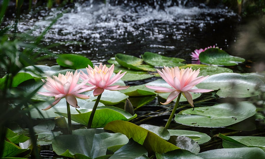 Pink water lilies line a pond.