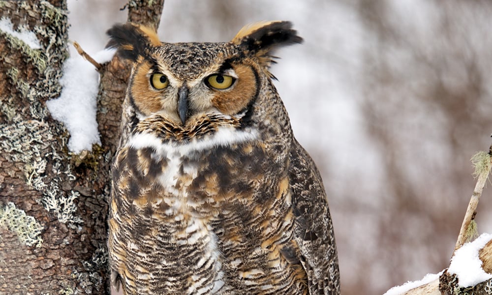 greathornedowl
