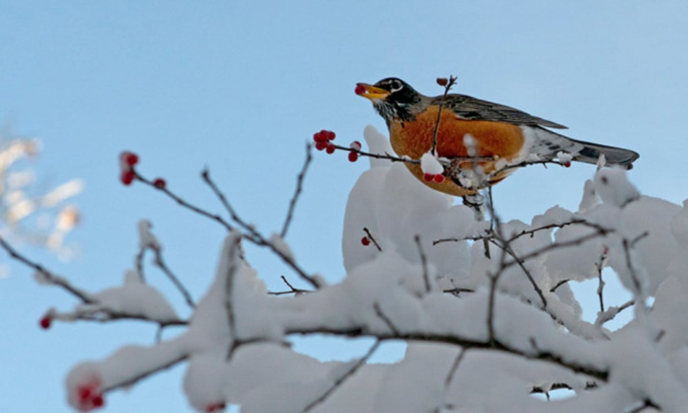 American-robin-CC-BY-SA-2-1000x600