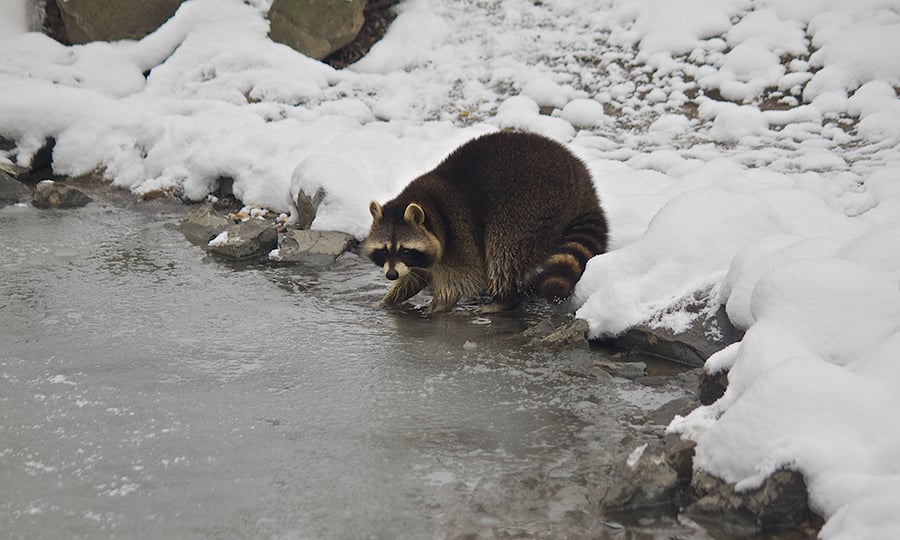 A raccoon stands in a stream with snow-covered banks.