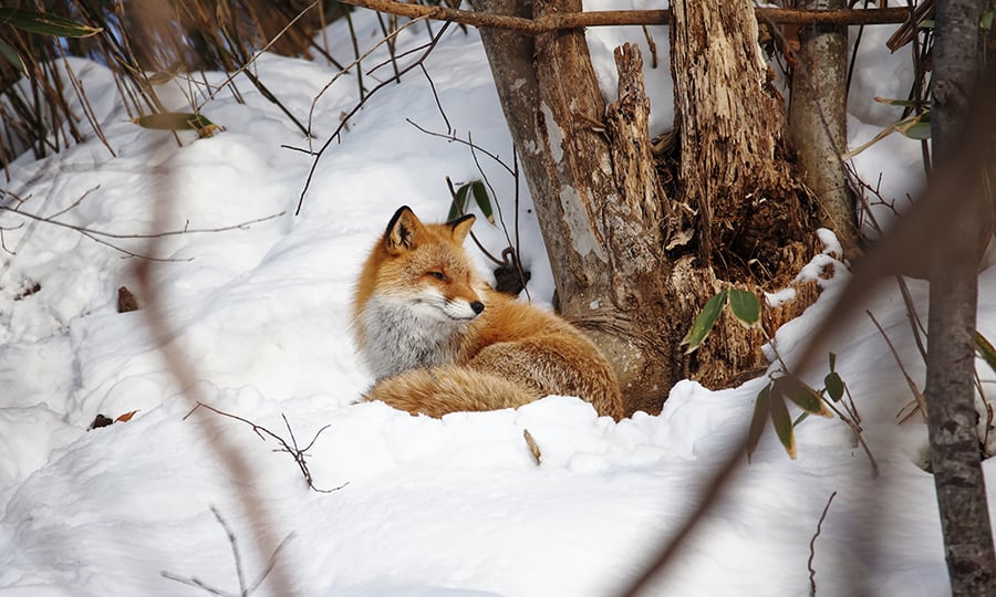 A red fox lies in snow at the base of a tree.