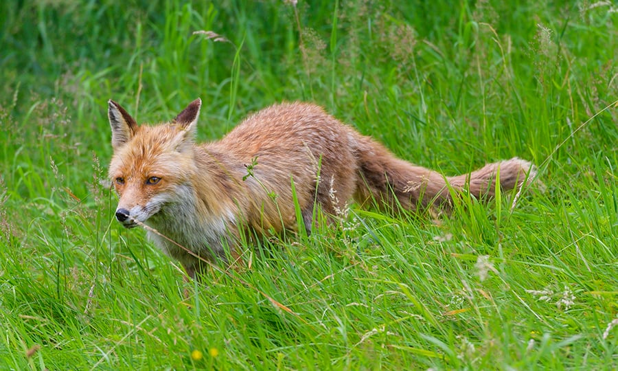 A red fox trots through green grass sporting a thin summer coat.