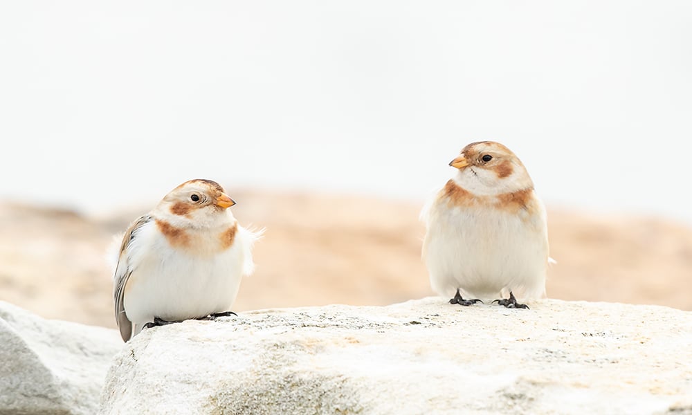 Snow-bunting-Emily-Carter-Mitchell-1000x600