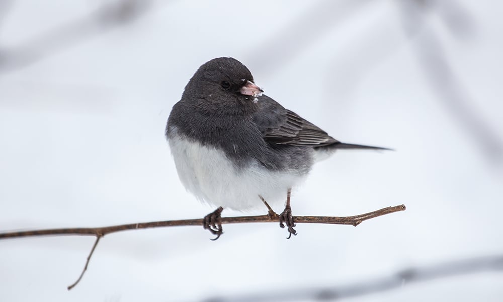 dark-eyed-junco-Chesapeake-Bay-Program-CC-BY-NC-2