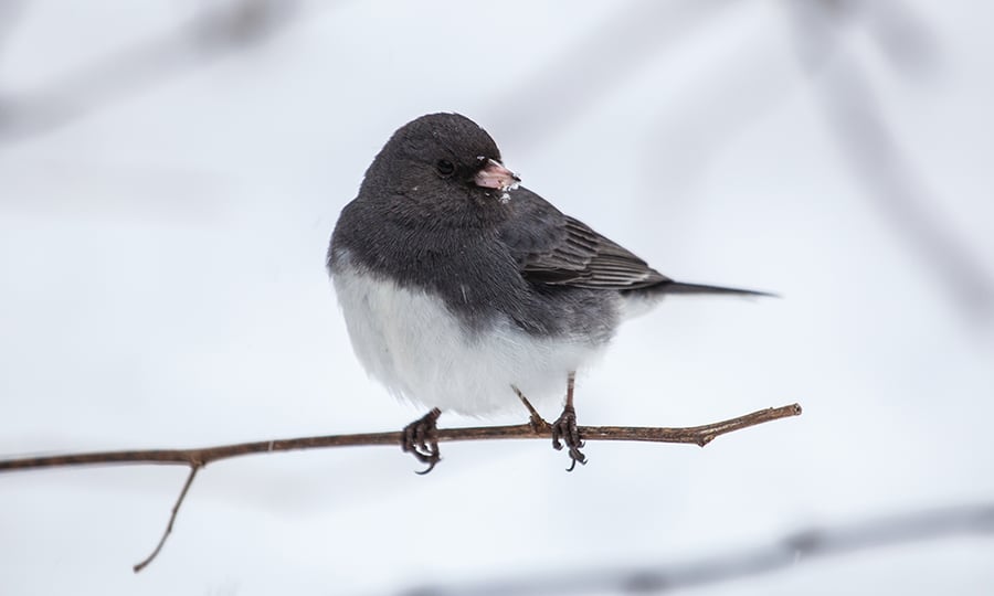 A small black and white bird is perched on a thin branch.