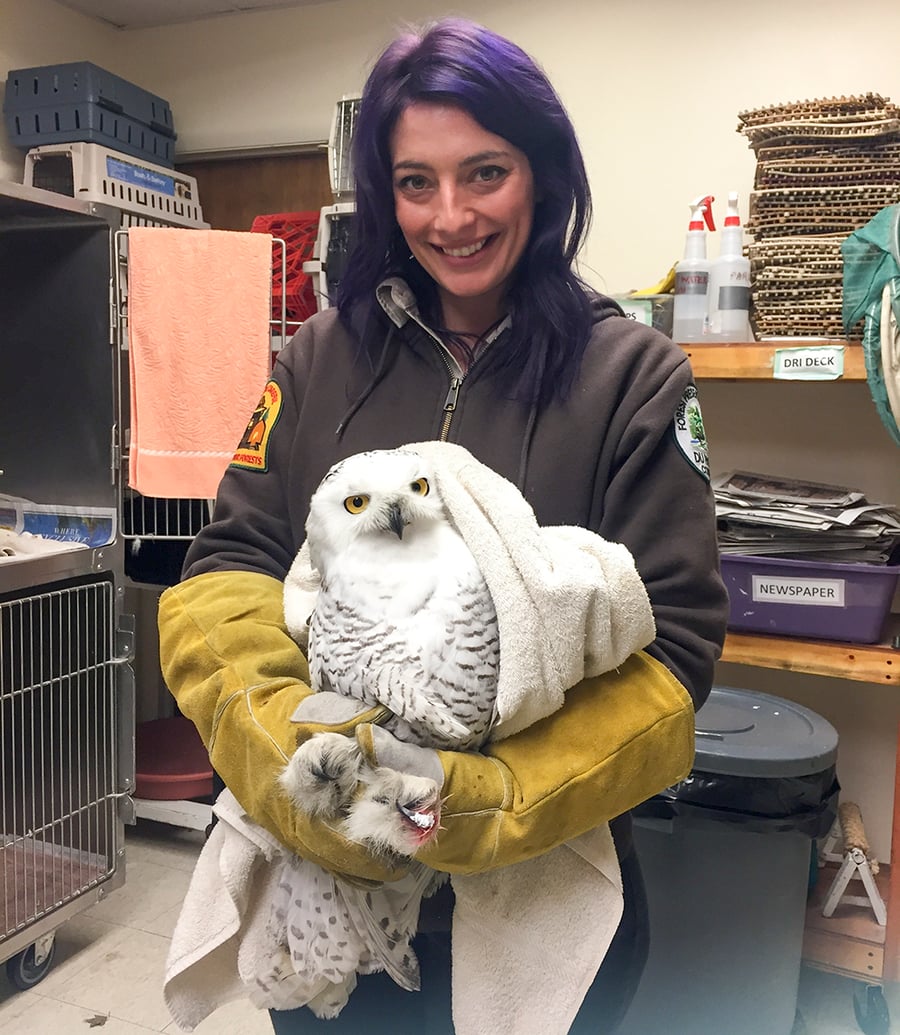 A woman wears long yellow gloves to hold a snowy owl.